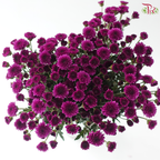 Calimero Mini Chrysanthemum - Purple (Per Bunch)