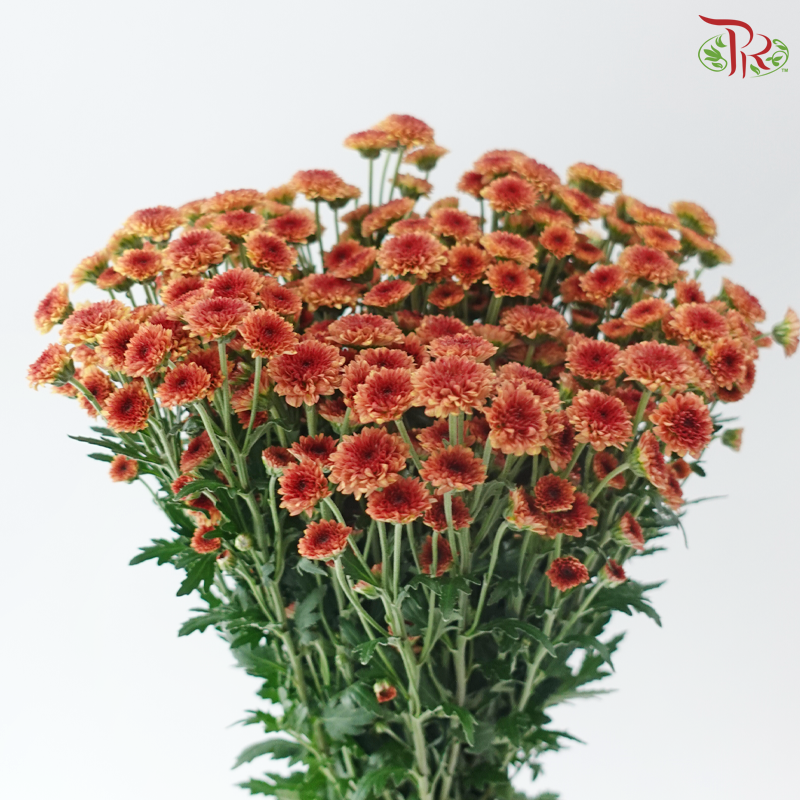 Calimero Mini Chrysanthemum - Cinnamon (Per Bunch)