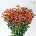 Calimero Mini Chrysanthemum - Cinnamon (Per Bunch)