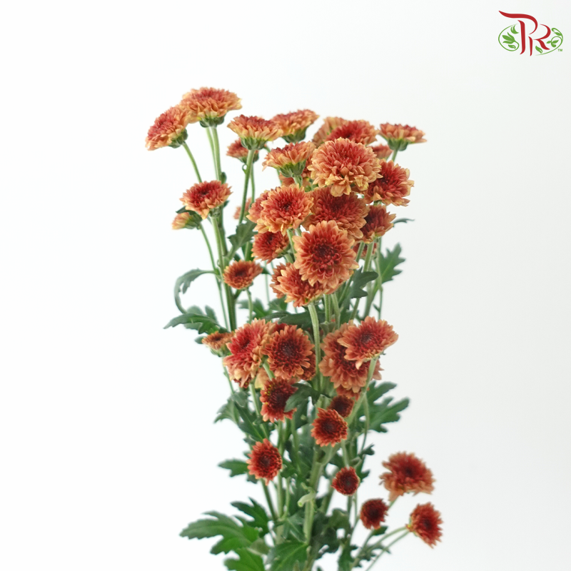 Calimero Mini Chrysanthemum - Cinnamon (Per Bunch)