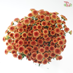 Calimero Mini Chrysanthemum - Cinnamon (Per Bunch)