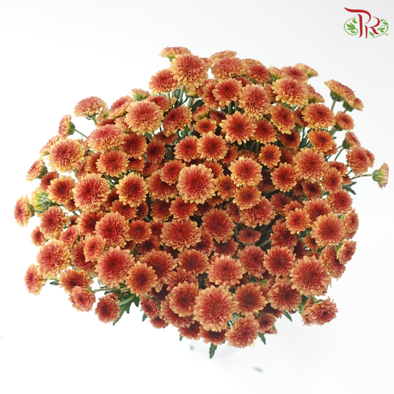 Calimero Mini Chrysanthemum - Cinnamon (Per Bunch)