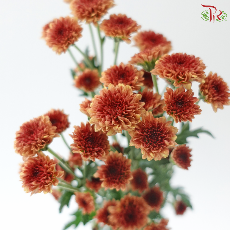 Calimero Mini Chrysanthemum - Cinnamon (Per Bunch)