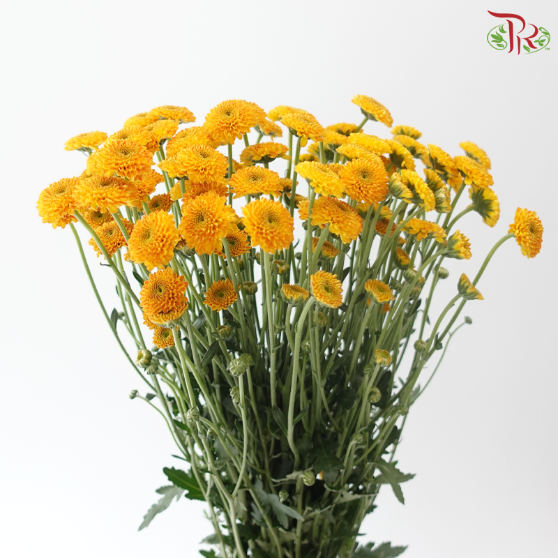 Calimero Mini Chrysanthemum - Golden Orange (Per Bunch)