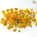 Calimero Mini Chrysanthemum - Golden Orange (Per Bunch)