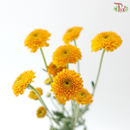 Calimero Mini Chrysanthemum - Golden Orange (Per Bunch)