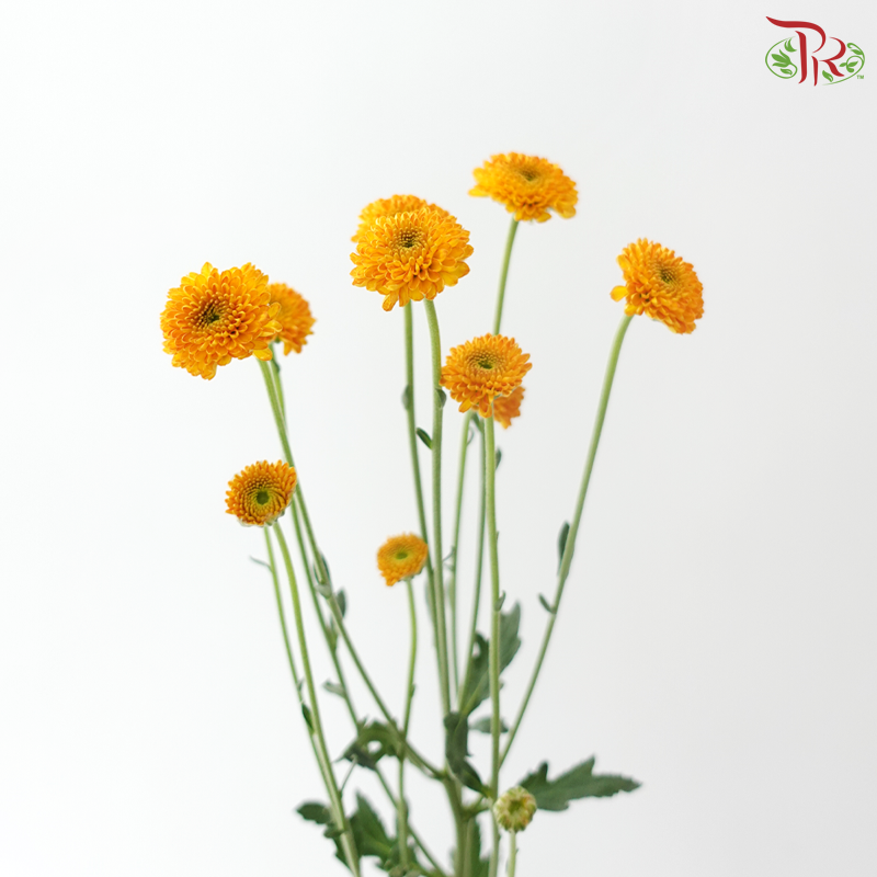 Calimero Mini Chrysanthemum - Golden Orange (Per Bunch)