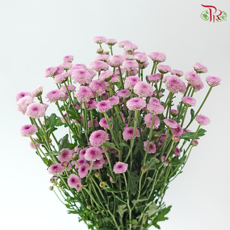 Calimero Mini Chrysanthemum - Pink Purple (Per Bunch)