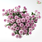 Calimero Mini Chrysanthemum - Pink Purple (Per Bunch)