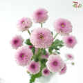Calimero Mini Chrysanthemum - Pink Purple (Per Bunch)