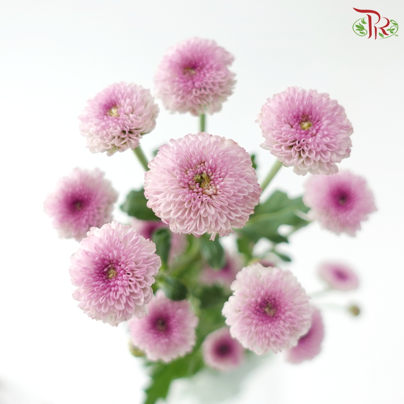 Calimero Mini Chrysanthemum - Pink Purple (Per Bunch)
