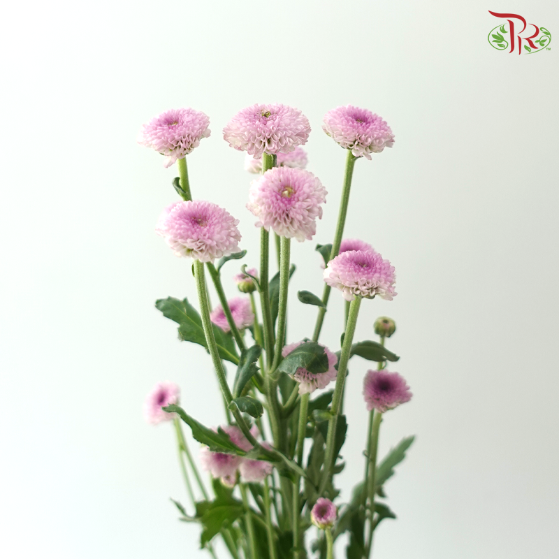 Calimero Mini Chrysanthemum - Pink Purple (Per Bunch)