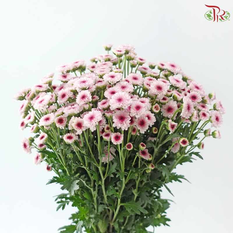 Calimero Mini Chrysanthemum - Blush With Inner Purple (Per Bunch)