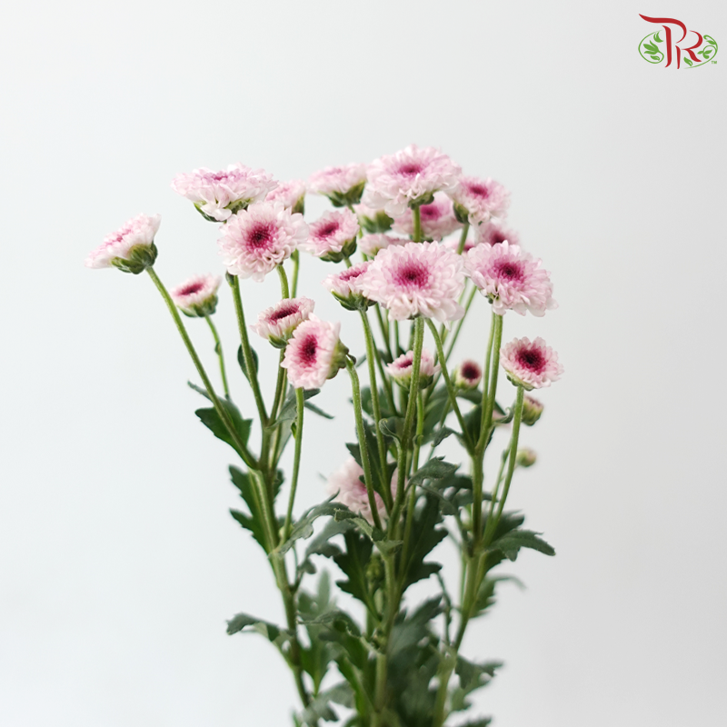 Calimero Mini Chrysanthemum - Blush With Inner Purple (Per Bunch)