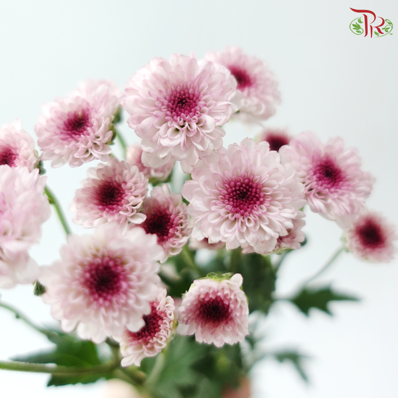 Calimero Mini Chrysanthemum - Blush With Inner Purple (Per Bunch)