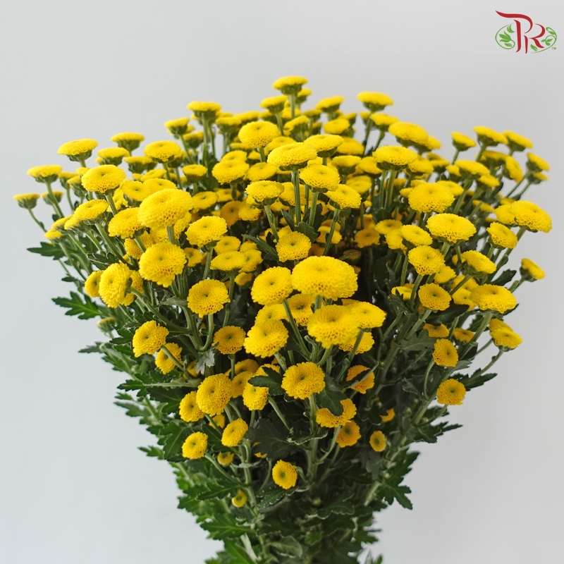 Calimero Mini Chrysanthemum - Yellow (Per Bunch)