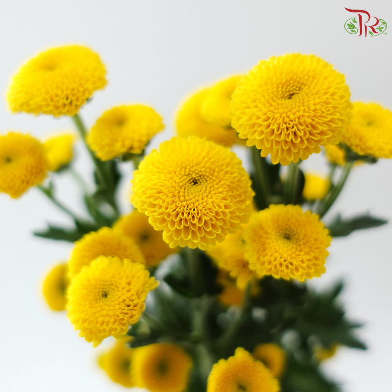 Calimero Mini Chrysanthemum - Yellow (Per Bunch)