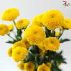 Calimero Mini Chrysanthemum - Yellow (Per Bunch)
