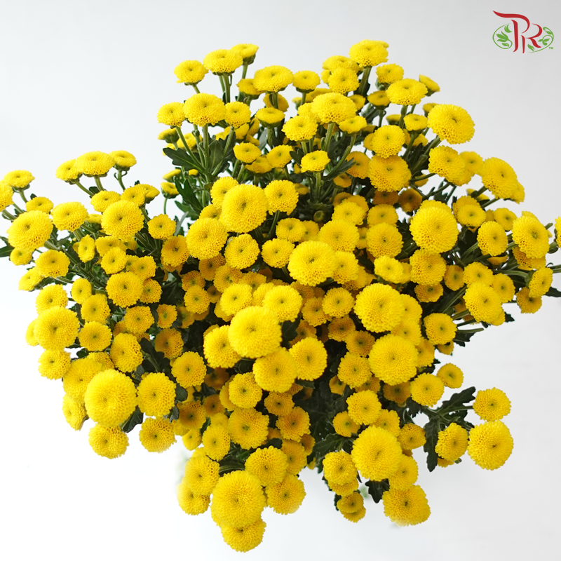 Calimero Mini Chrysanthemum - Yellow (Per Bunch)