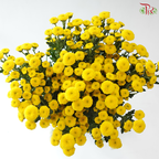 Calimero Mini Chrysanthemum - Yellow (Per Bunch)