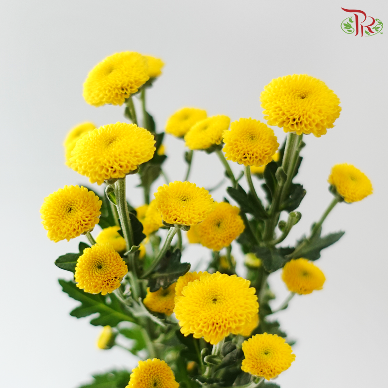 Calimero Mini Chrysanthemum - Yellow (Per Bunch)