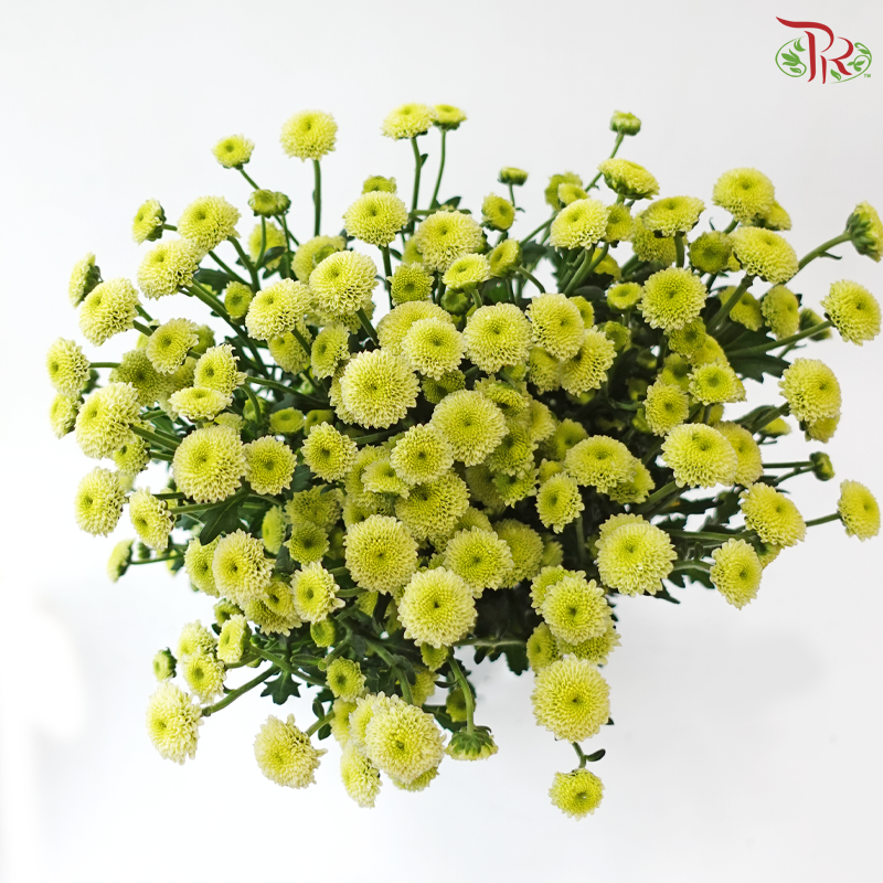 Calimero Mini Chrysanthemum - Green (Per Bunch)