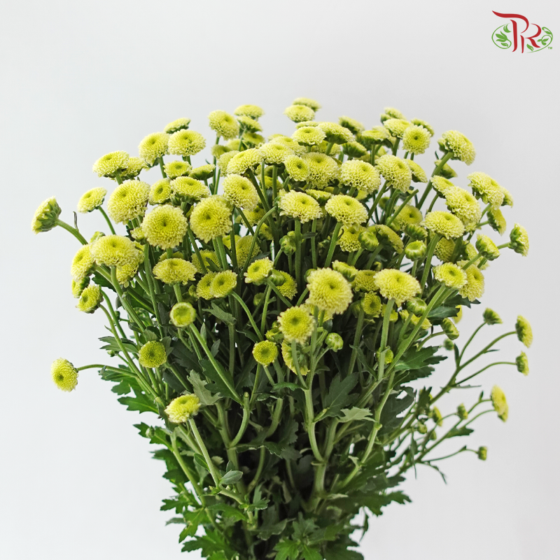Calimero Mini Chrysanthemum - Green (Per Bunch)