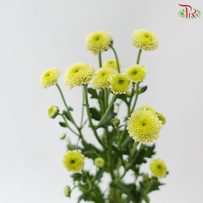 Calimero Mini Chrysanthemum - Green (Per Bunch)