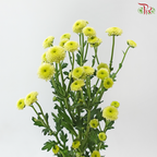 Calimero Mini Chrysanthemum - Green (Per Bunch)