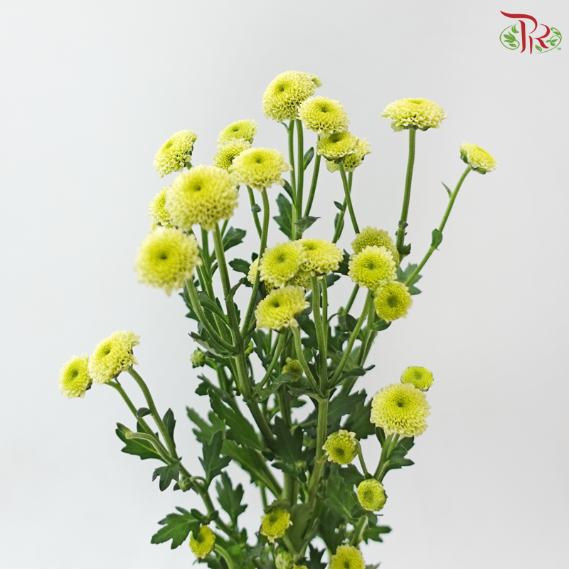 Calimero Mini Chrysanthemum - Green (Per Bunch)