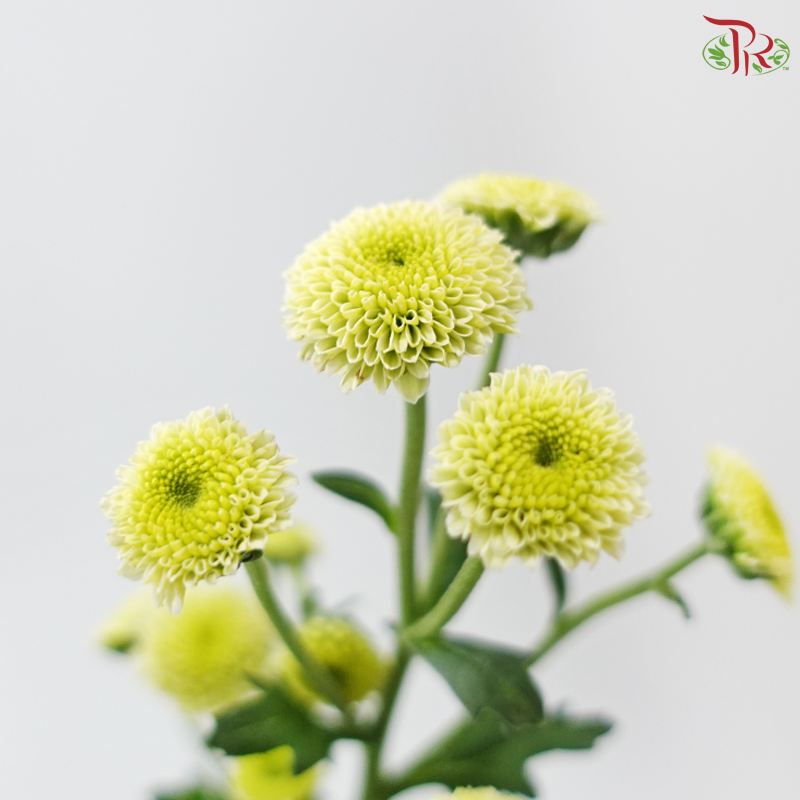 Calimero Mini Chrysanthemum - Green (Per Bunch)