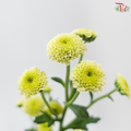 Calimero Mini Chrysanthemum - Green (Per Bunch)