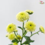 Calimero Mini Chrysanthemum - Green (Per Bunch)