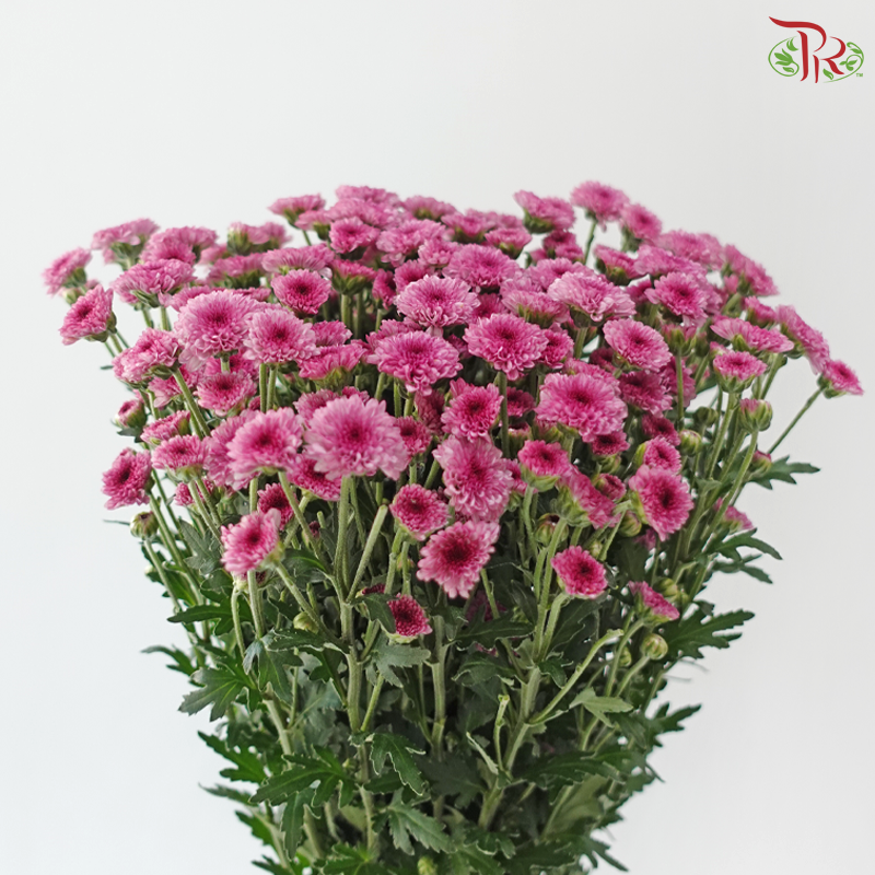 Calimero Mini Chrysanthemum - Medium Purple (Per Bunch)
