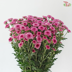 Calimero Mini Chrysanthemum - Medium Purple (Per Bunch)