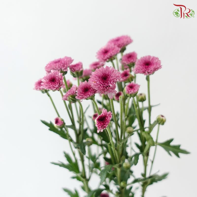 Calimero Mini Chrysanthemum - Medium Purple (Per Bunch)