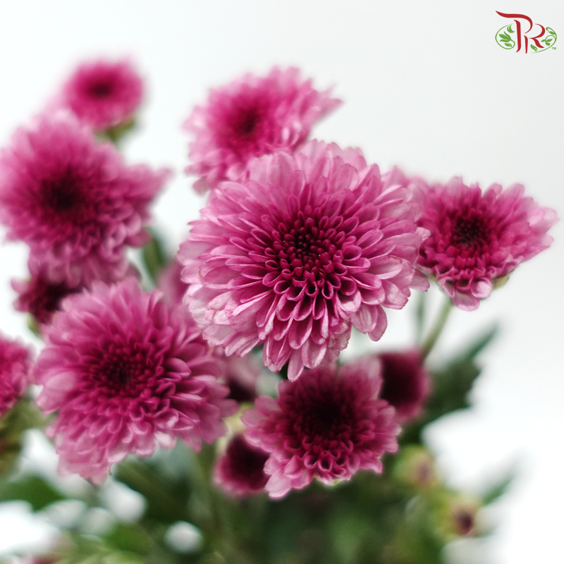 Calimero Mini Chrysanthemum - Medium Purple (Per Bunch)