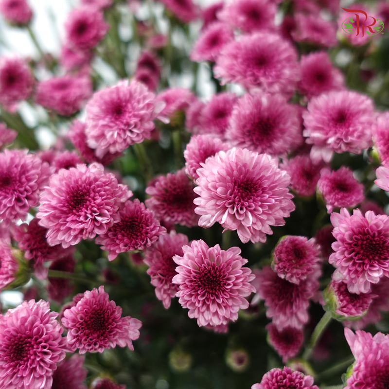 Calimero Mini Chrysanthemum - Medium Purple (Per Bunch)