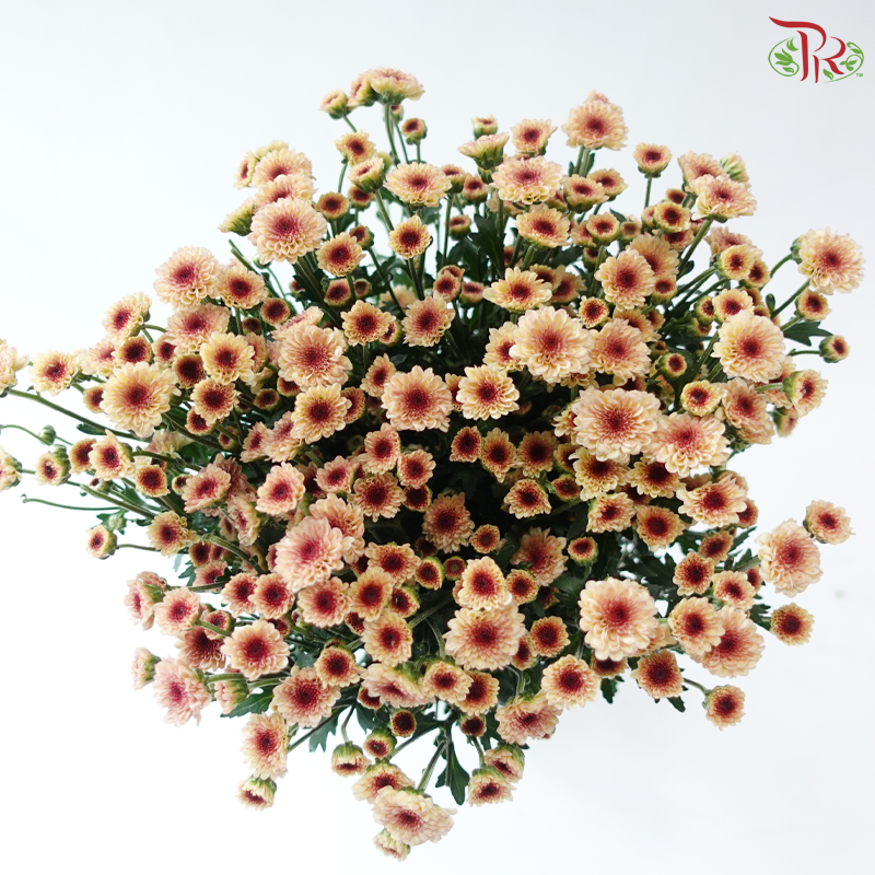Calimero Mini Chrysanthemum - Salmon (Per Bunch)