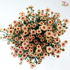 Calimero Mini Chrysanthemum - Salmon (Per Bunch)