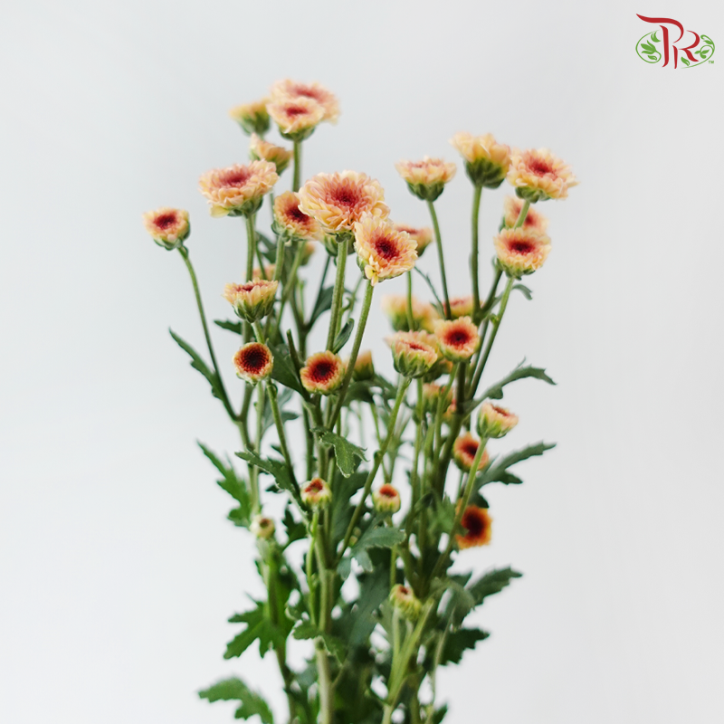 Calimero Mini Chrysanthemum - Salmon (Per Bunch)