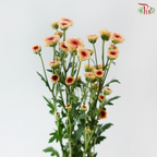 Calimero Mini Chrysanthemum - Salmon (Per Bunch)