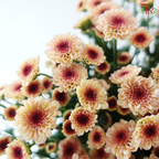 Calimero Mini Chrysanthemum - Salmon (Per Bunch)