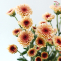 Calimero Mini Chrysanthemum - Salmon (Per Bunch)