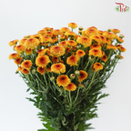 Calimero Mini Chrysanthemum - Orange (Per Bunch)