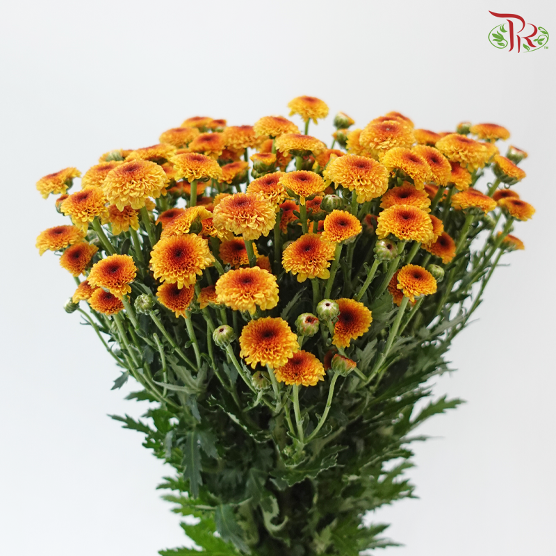 Calimero Mini Chrysanthemum - Orange (Per Bunch)