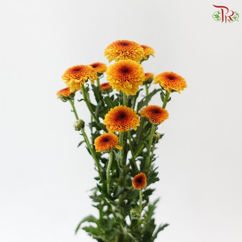 Calimero Mini Chrysanthemum - Orange (Per Bunch)