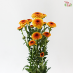 Calimero Mini Chrysanthemum - Orange (Per Bunch)