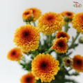 Calimero Mini Chrysanthemum - Orange (Per Bunch)