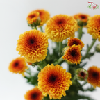 Calimero Mini Chrysanthemum - Orange (Per Bunch)